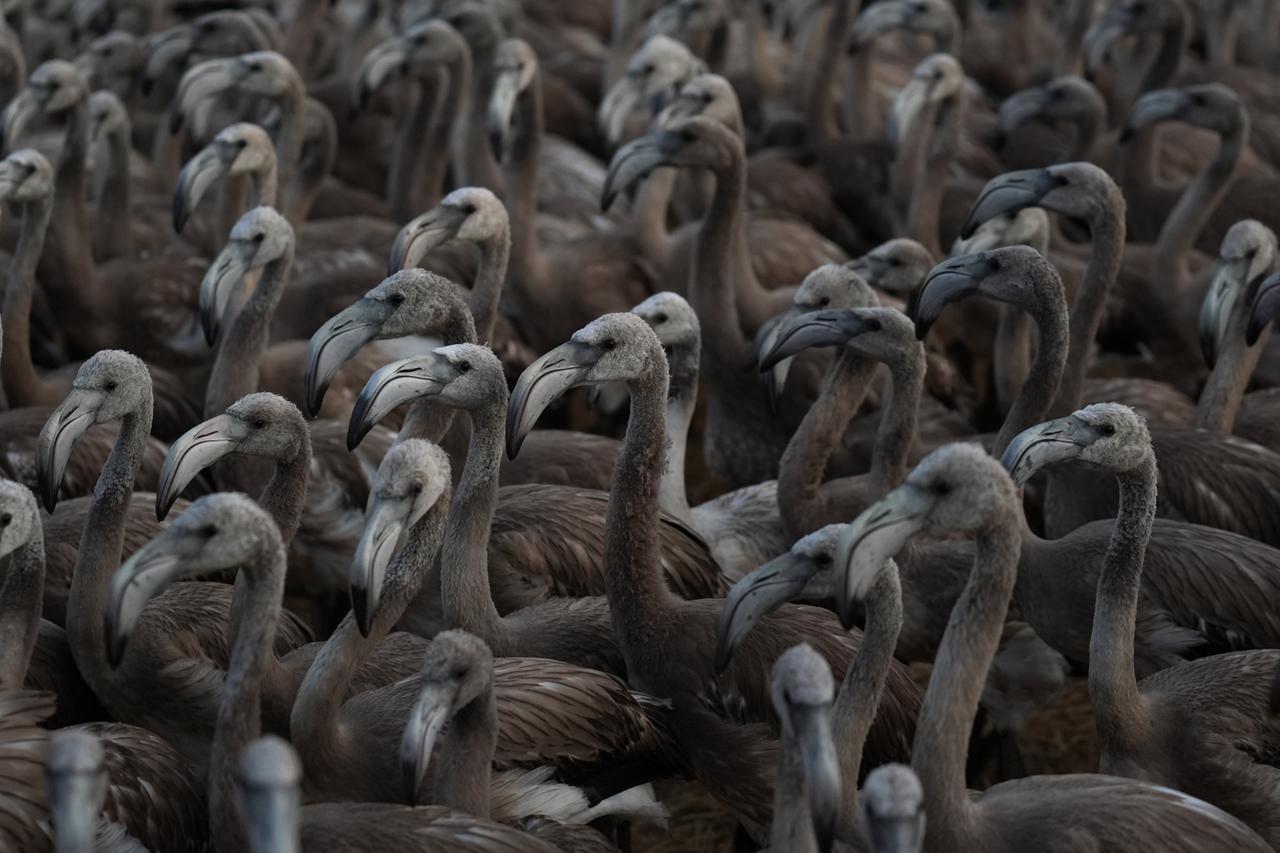 Around 650 of the thousands of flamingo chicks born this year on the artificial breeding island in Izmir Bird Paradise were tagged by experts and volunteers to study their migration, habitats and lifespan, Izmir, Türkiye. (AA Photo)