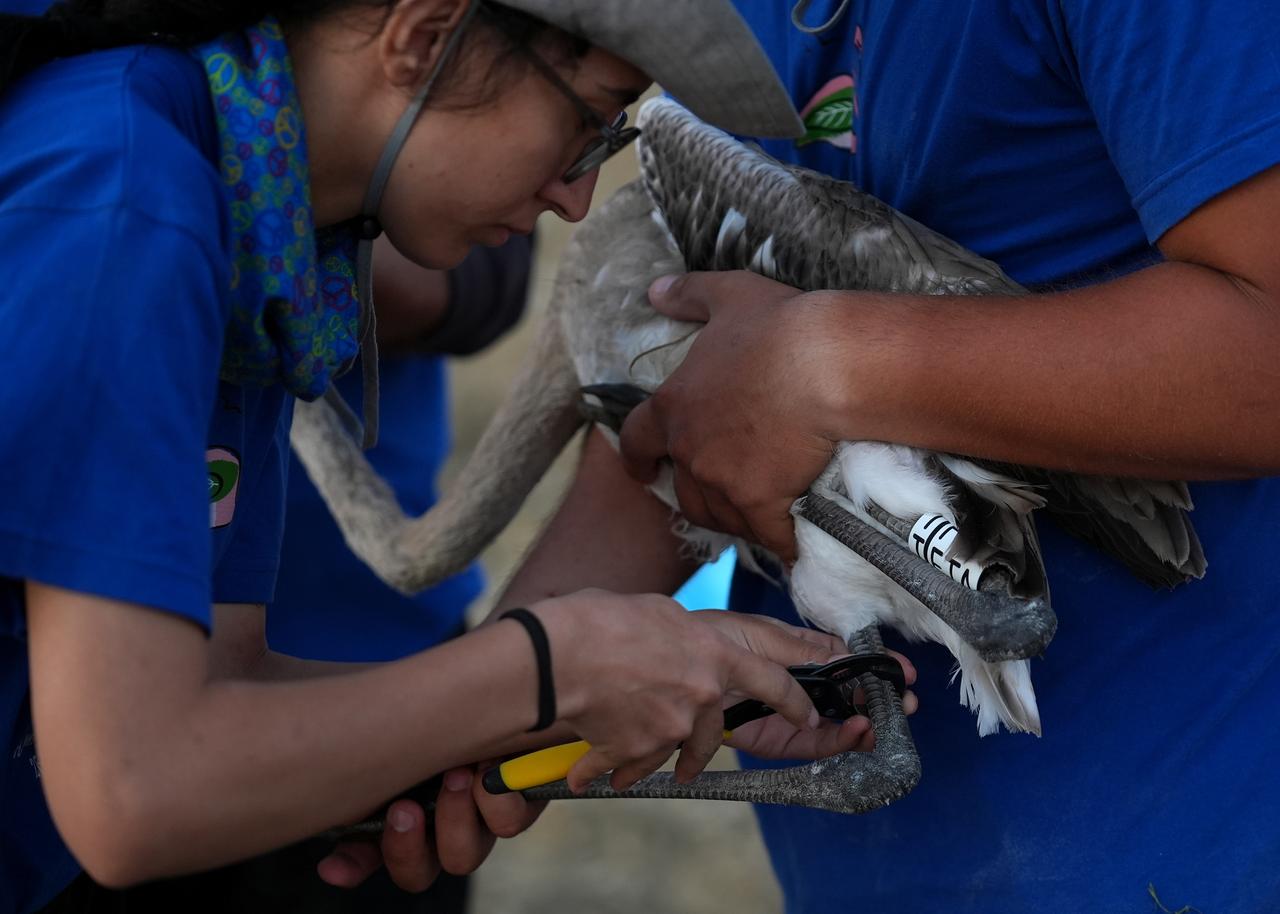 Around 650 of the thousands of flamingo chicks born this year on the artificial breeding island in Izmir Bird Paradise were tagged by experts and volunteers to study their migration, habitats and lifespan, Izmir, Türkiye. (AA Photo)