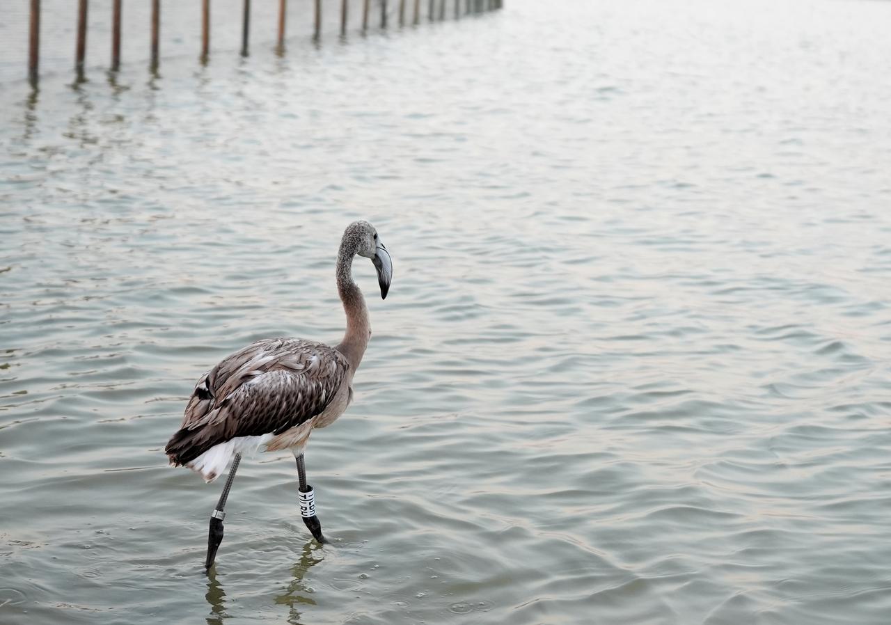 Around 650 of the thousands of flamingo chicks born this year on the artificial breeding island in Izmir Bird Paradise were tagged by experts and volunteers to study their migration, habitats and lifespan, Izmir, Türkiye. (AA Photo)