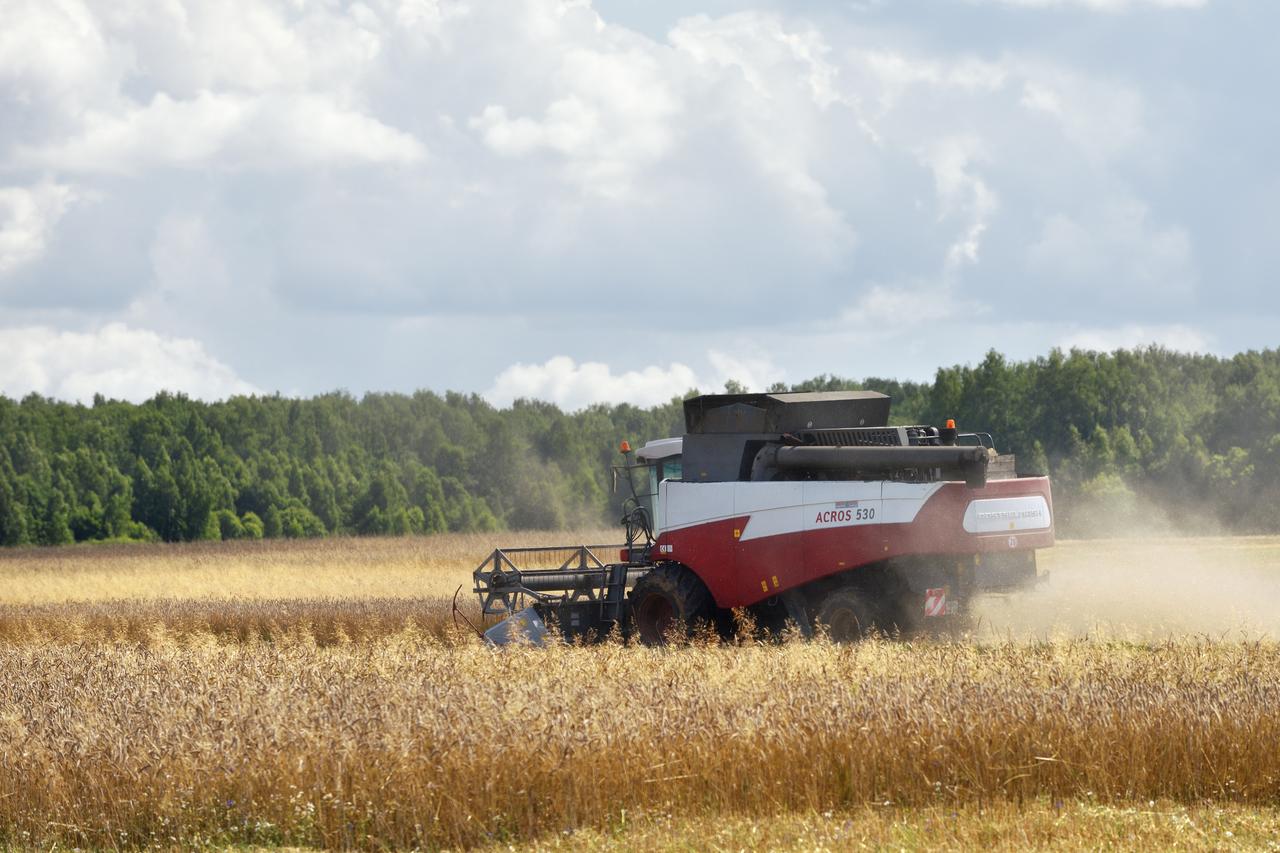 A combine harvester collects wheat in a field in Naro-Fominsk, Russia, July 31, 2016. (Adobe Stock Photo)