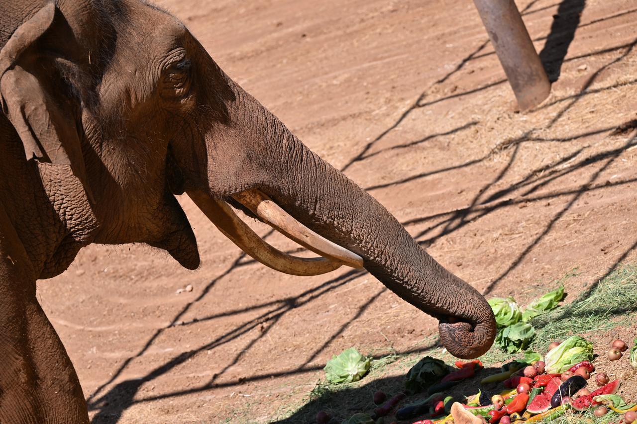 Gabi, the worlds first elephant born through in vitro fertilization, enjoys a special menu made up of favorite fruits on World Elephant Day at Gaziantep Wildlife Park in Türkiye, June 7, 2024. (AA Photo)