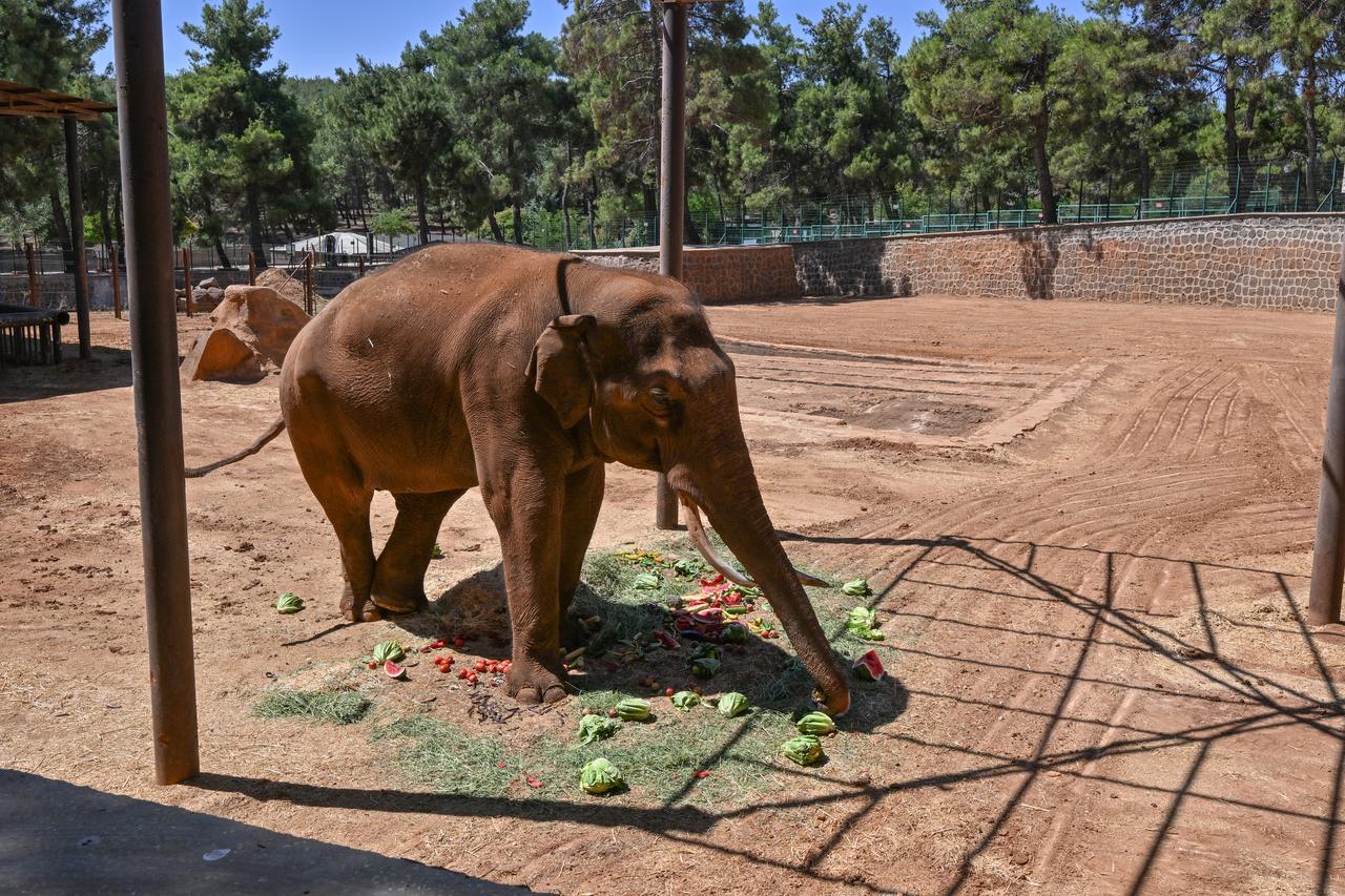 Gabi, the world's first elephant born through in vitro fertilization, enjoys a special menu made up of favorite fruits on World Elephant Day at Gaziantep Wildlife Park in Türkiye, June 7, 2024. (AA Photo)