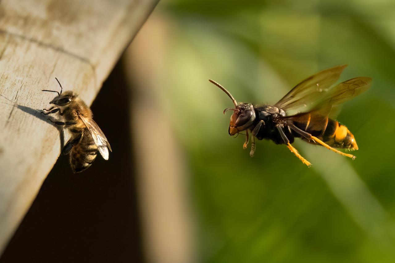 Europe on alert as Asian hornet threaten bees and biodiversity Image