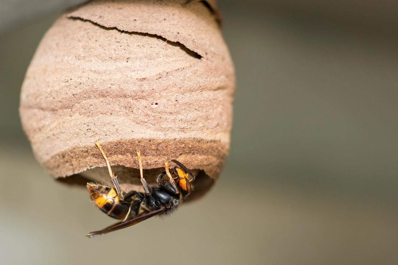 A close-up view of an Asian hornet (Vespa velutina) working to its nest. (Adobe Stock Photo)