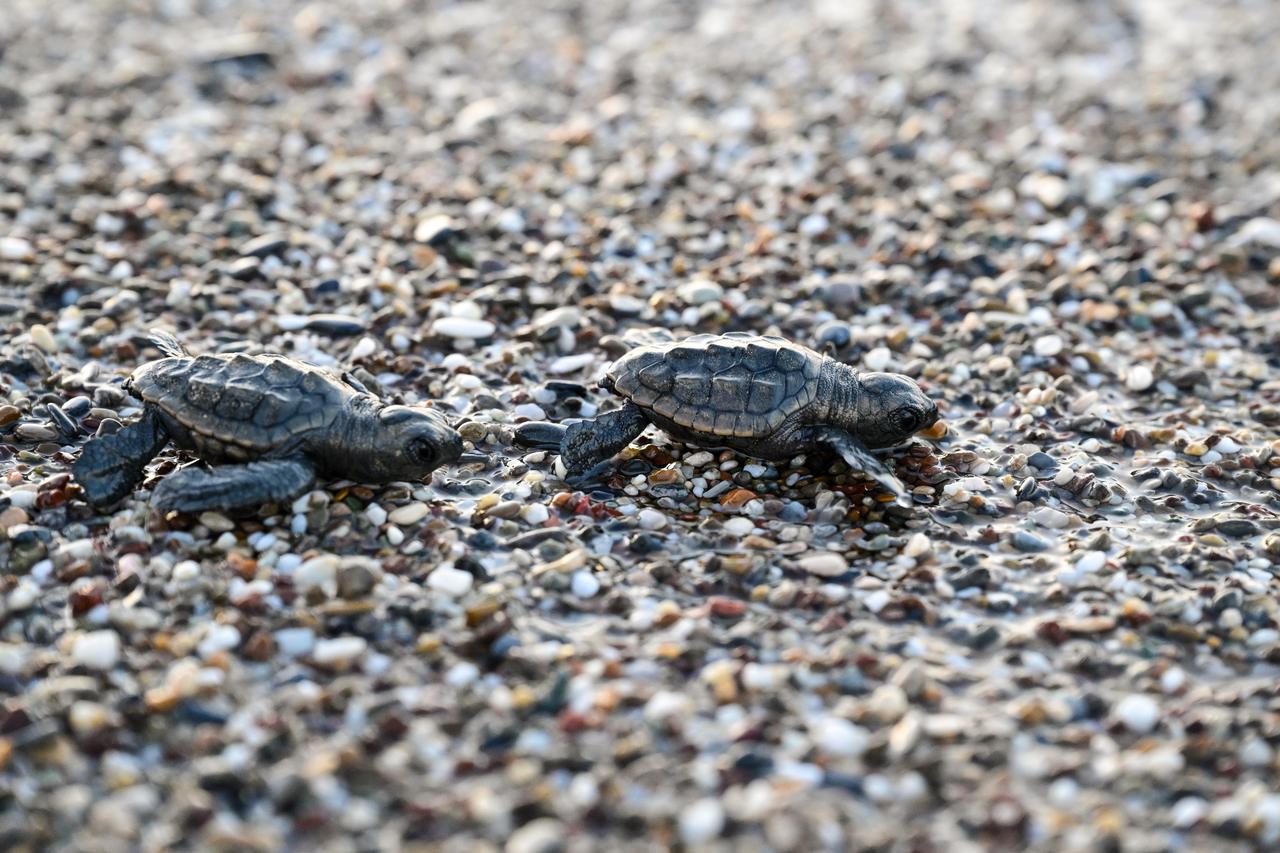 The endangered baby loggerhead sea turtles (Caretta caretta) that emerged from their nests meets the blue waters after a challenging journey on the beaches of Kizilot in Antalya, Türkiye, August 12, 2025. (AA Photo)