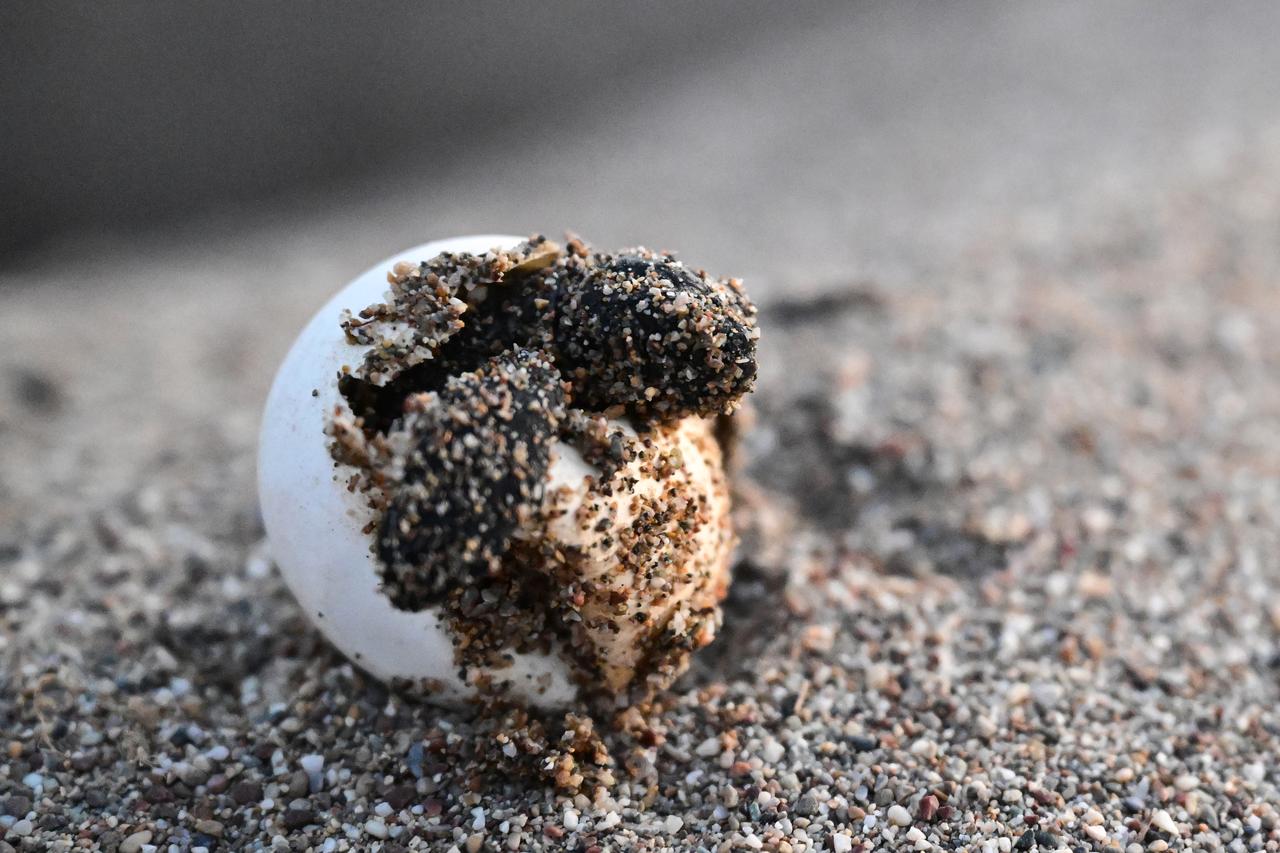 The endangered baby loggerhead sea turtles (Caretta caretta) that emerged from their nests meets the blue waters after a challenging journey on the beaches of Kizilot in Antalya, Türkiye, August 12, 2025. (AA Photo)