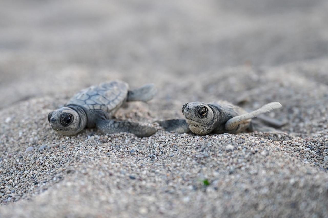 The endangered baby loggerhead sea turtles (Caretta caretta) that emerged from their nests meets the blue waters after a challenging journey on the beaches of Kizilot in Antalya, Türkiye, August 12, 2025. (AA Photo)
