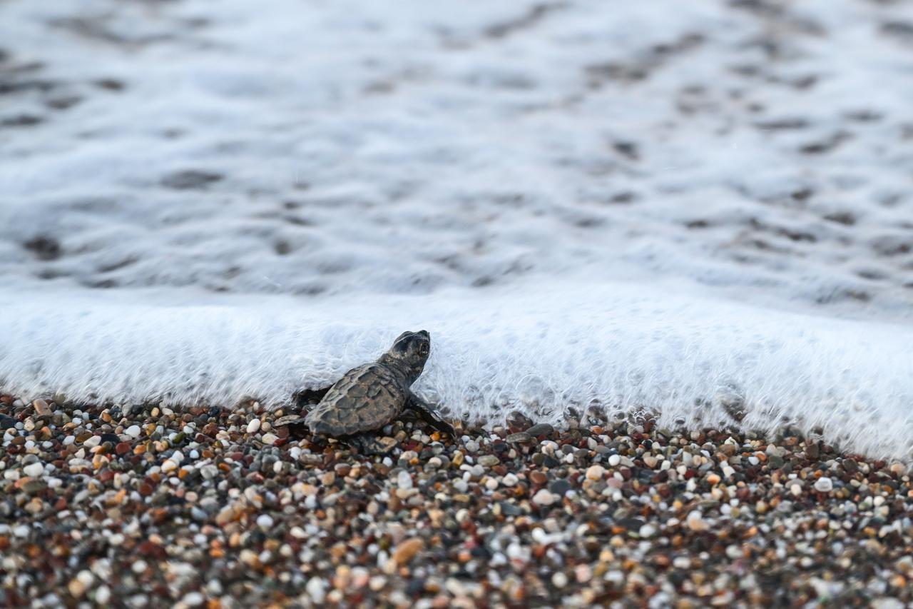 The endangered baby loggerhead sea turtles (Caretta caretta) that emerged from their nests meets the blue waters after a challenging journey on the beaches of Kizilot in Antalya, Türkiye, August 12, 2025. (AA Photo)
