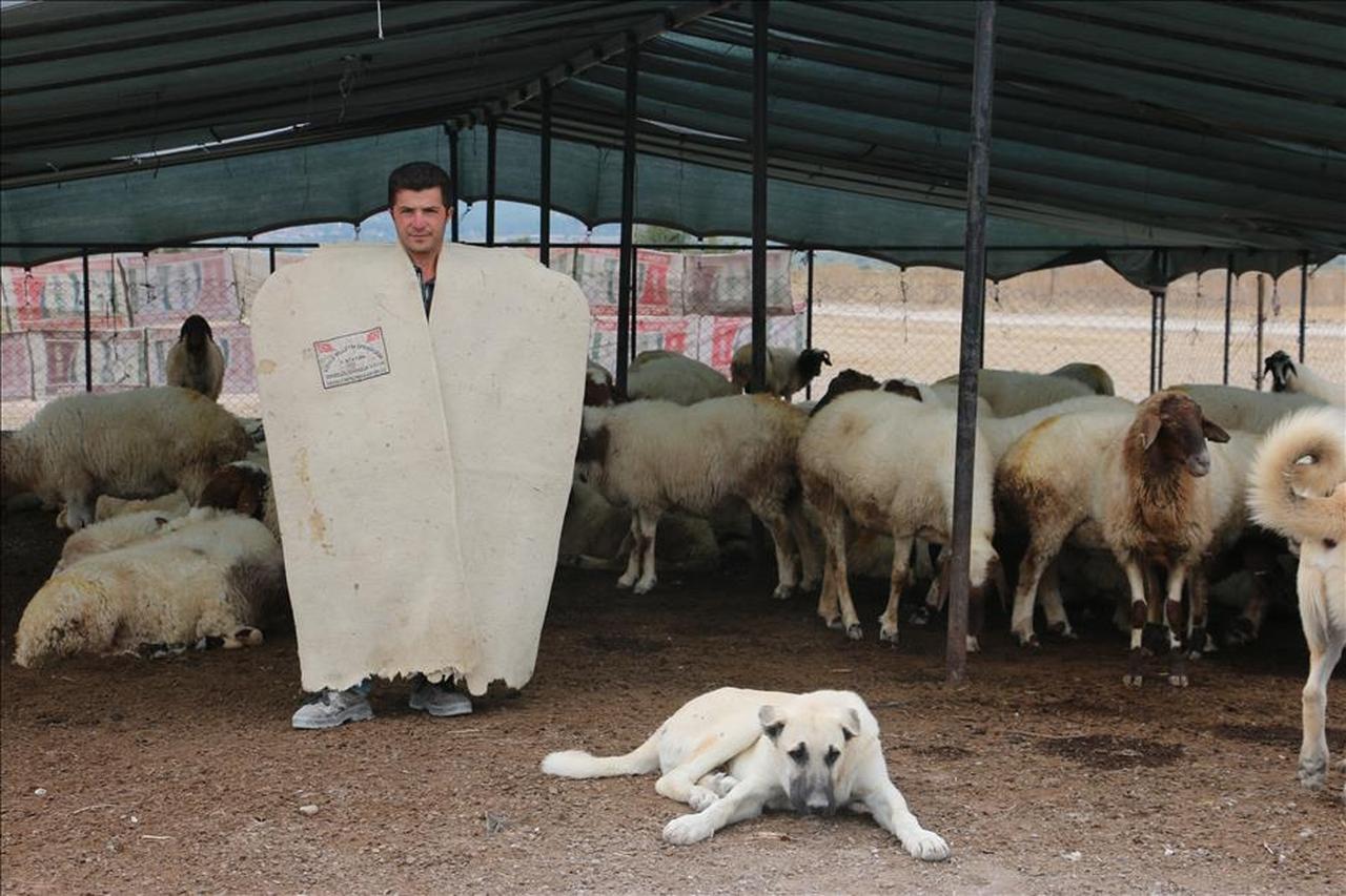A shepherd in Denizli wears a freshly made kepenek while tending his flock under a shelter, Türkiye, October 25, 2015. (AA Photo)