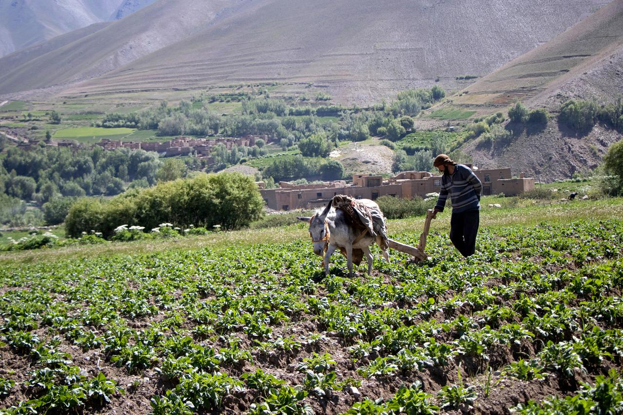 An Afghan Hazara farmer ploughing a potato field with a donkey at a village in Shibar district, Bamiyan province, Afghanistan, June 17, 2025. (AFP Photo)
