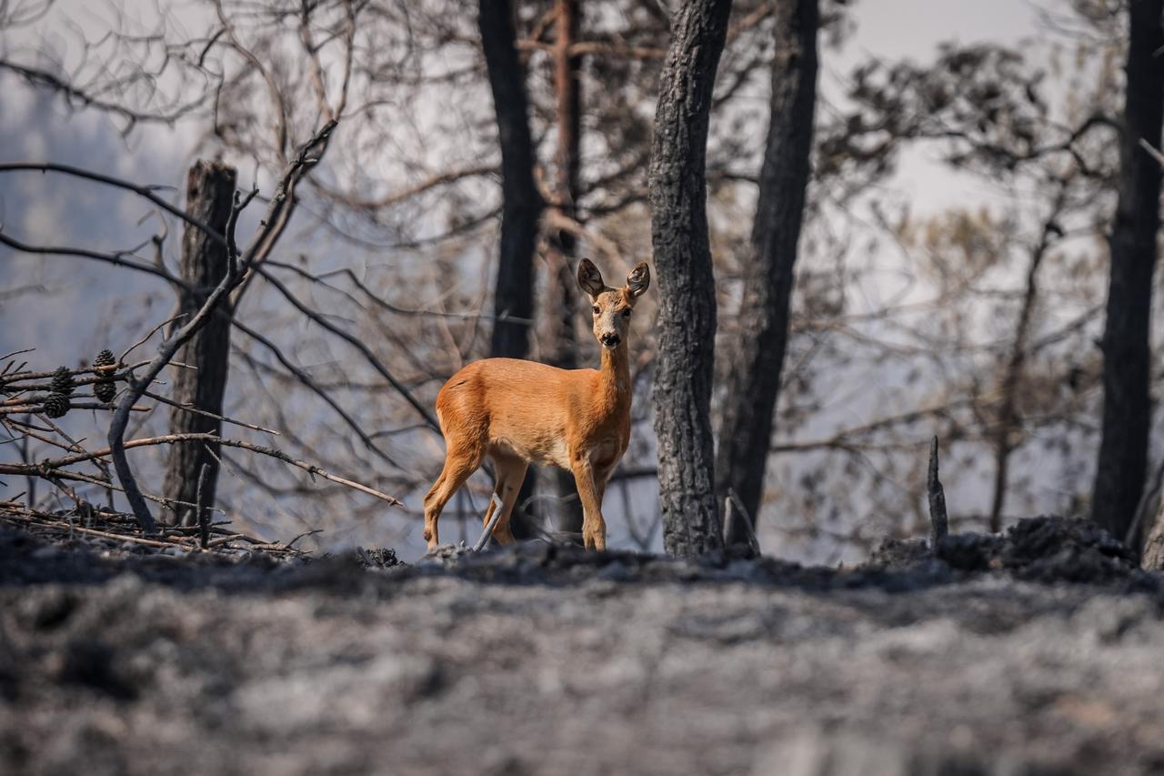 A roe deer fleeing the flames during a forest fire that started in Canakkale’s Gelibolu district and spread to Eceabat, Türkiye, August 17, 2025. (AA Photo)