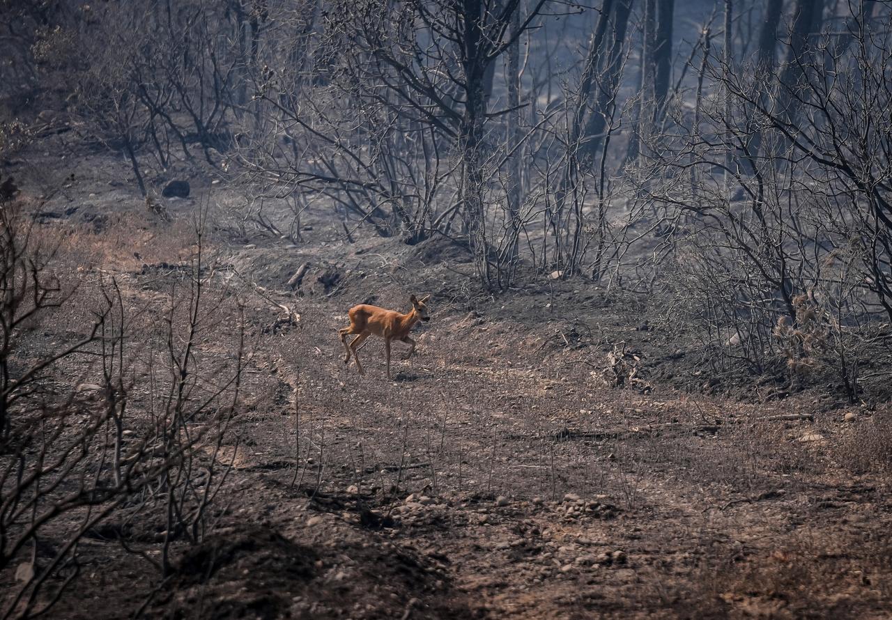 A roe deer fleeing the flames during a forest fire that started in Canakkale’s Gelibolu district and spread to Eceabat, Türkiye, August 17, 2025. (AA Photo)