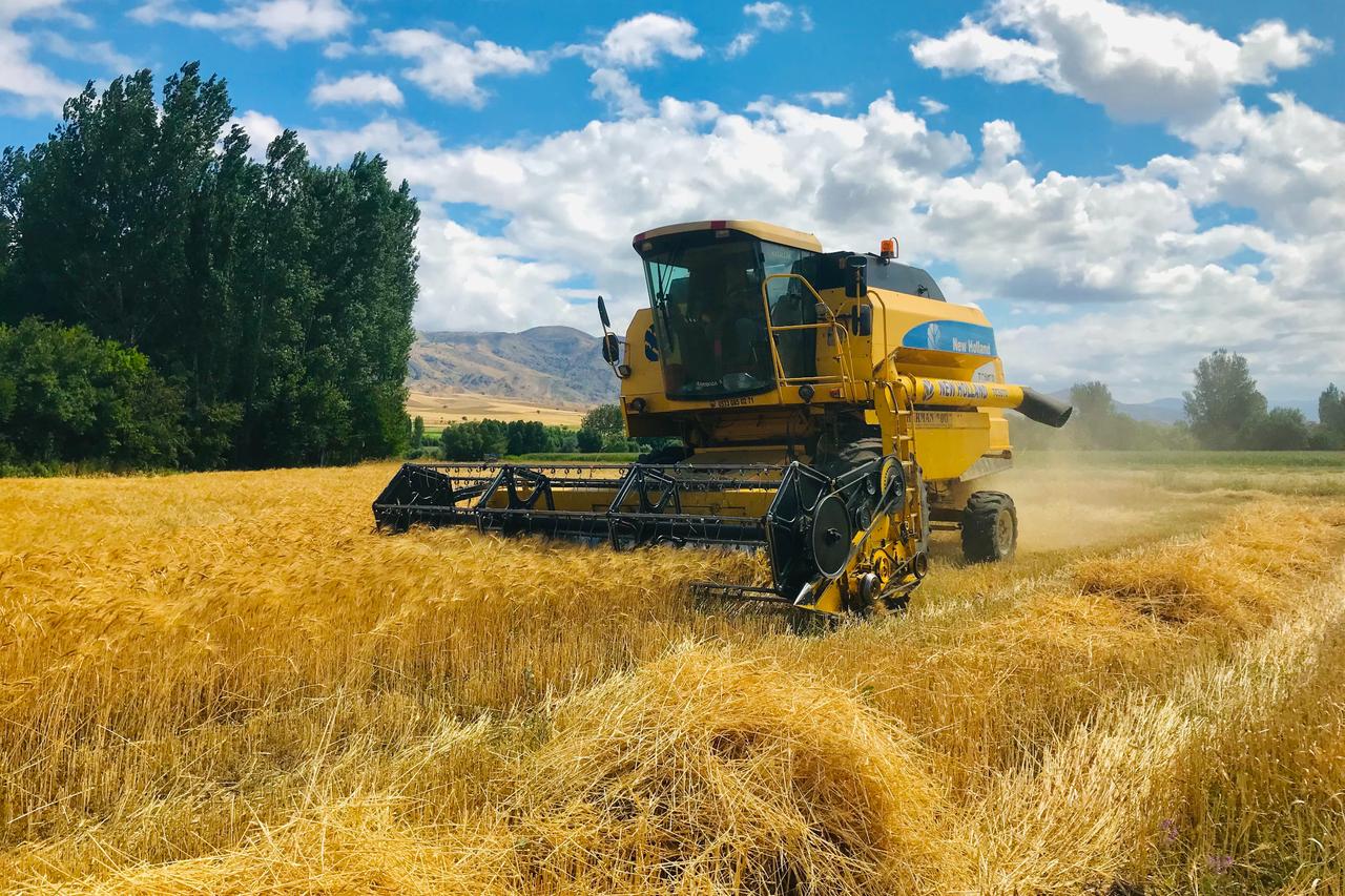 Wheat harvest in Sivas, Türkiye. (Photo via Wikimedia)