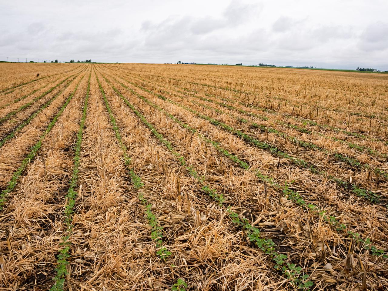 Soybeans sprouting in cereal rye and corn residue. (Adobe Stock Photo)