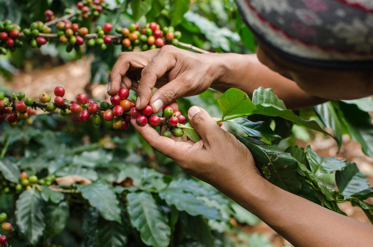 File photo shows a farmer inspecting ripe coffee cherries on a plantation. (Adobe Stock Photo)