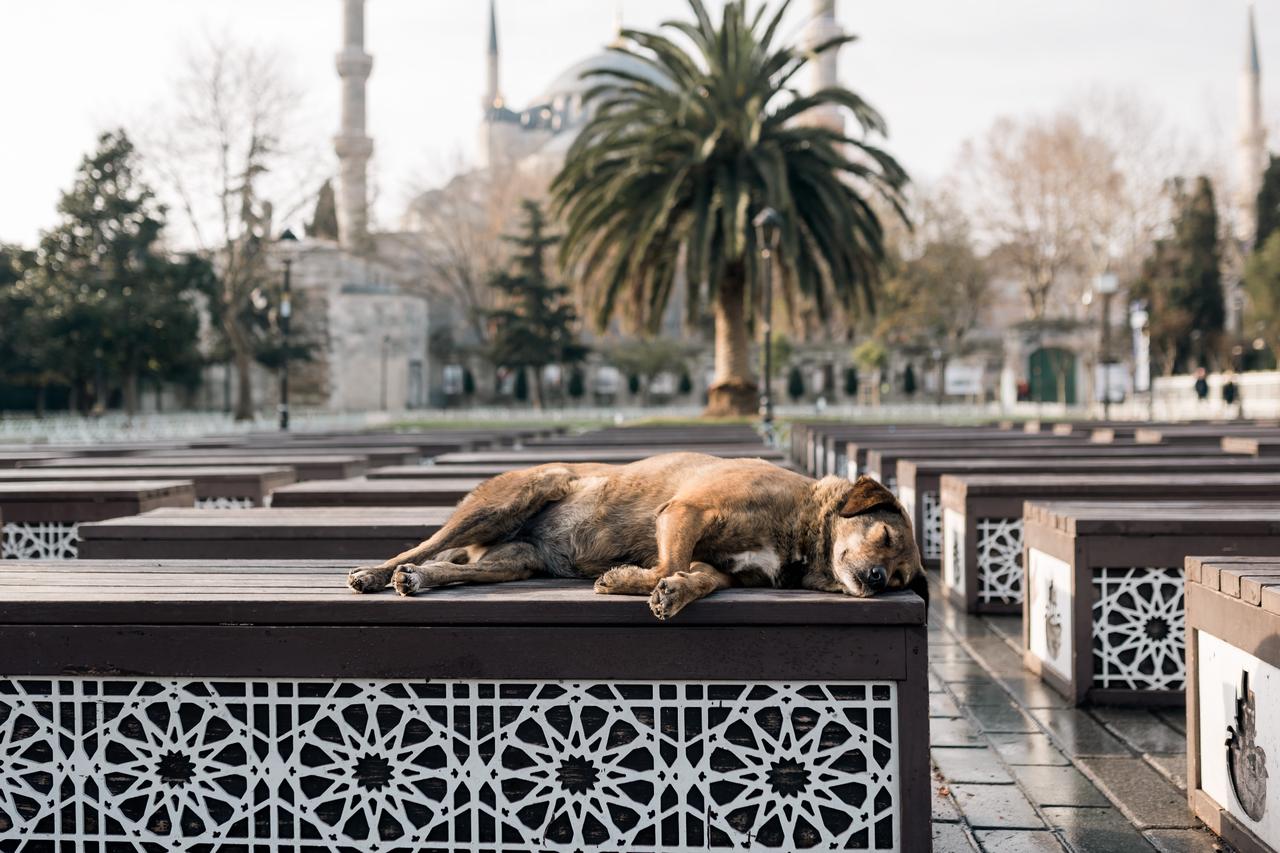 A stray dog rests on benches in front of the Blue Mosque in Istanbul, Türkiye, August 21, 2025. (Adobe Stock Photo)
