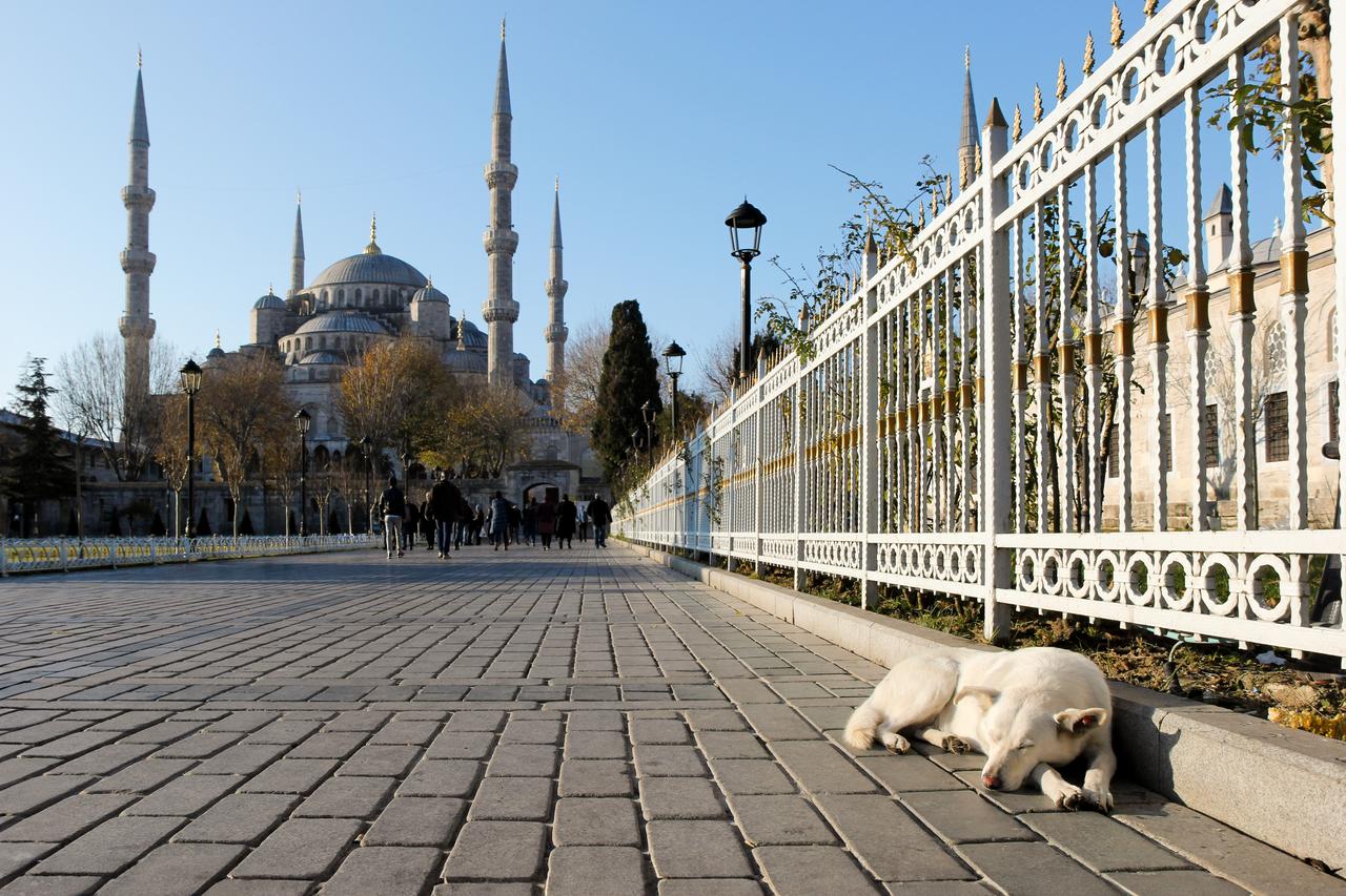 A stray dog sleeps on the pavement near the Blue Mosque in Istanbul, Türkiye, August 21, 2025. (Adobe Stock Photo)