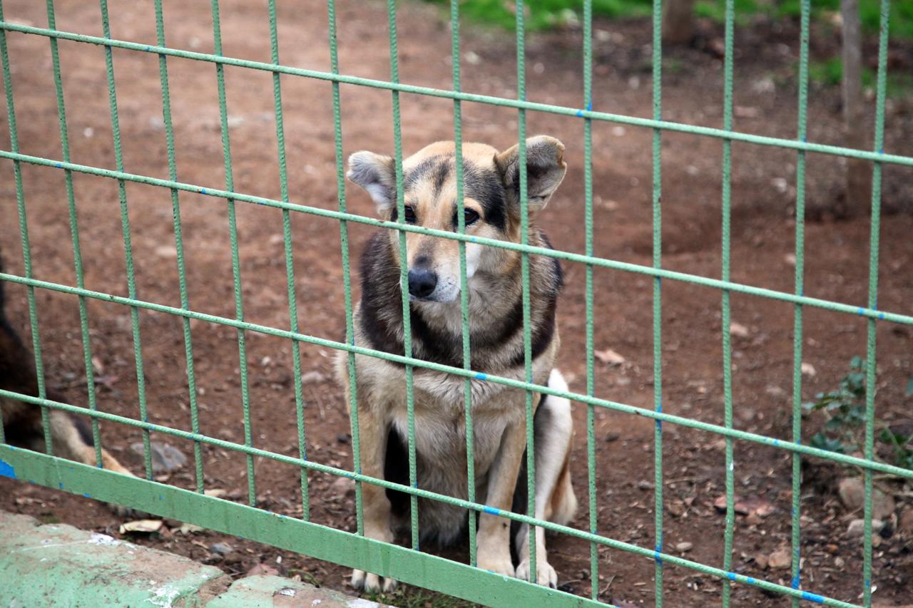 A stray dog sits behind a fence inside a shelter waiting to be adopted in Istanbul, Türkiye, August 21, 2025. (Adobe Stock Photo)