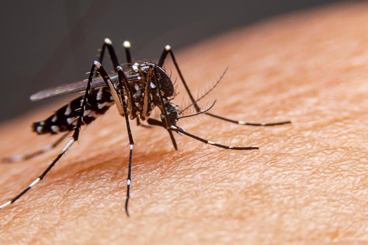 Mosquitoes can spread diseases like dengue fever and malaria. Dengue is especially common during the rainy season. (Adobe Stock Photo)