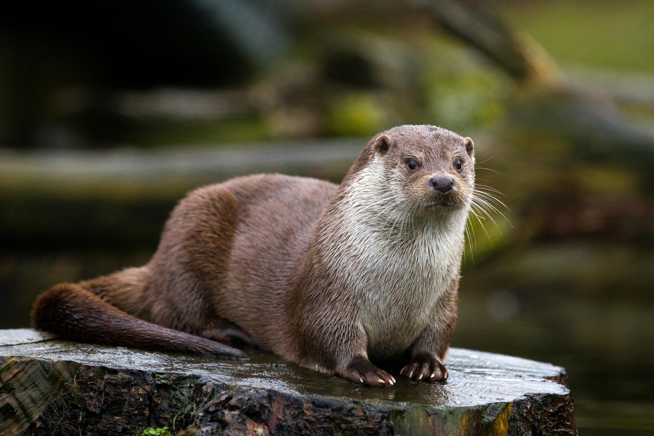An otter sits on a tree stump near water in a natural habitat, accessed August 22, 2025. (Adobe Stock Photo)