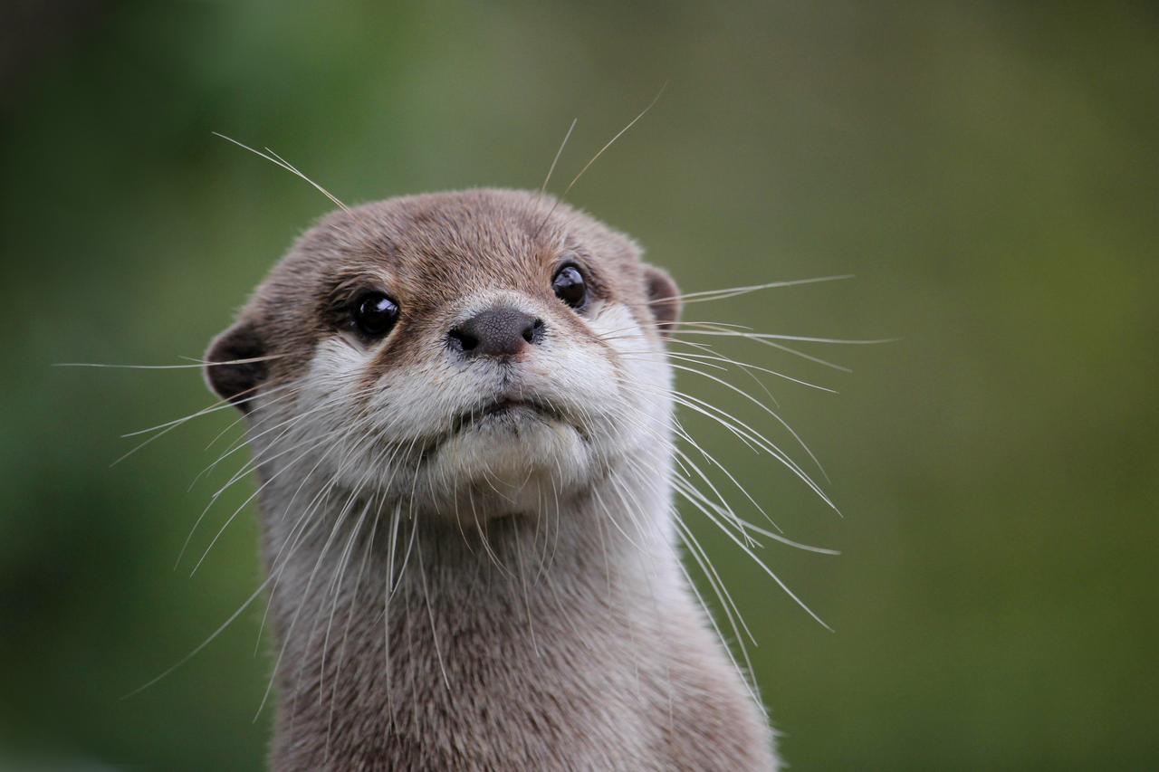 A close-up of an otter with its whiskers visible in a green outdoor setting, accessed August 22, 2025. (Adobe Stock Photo)