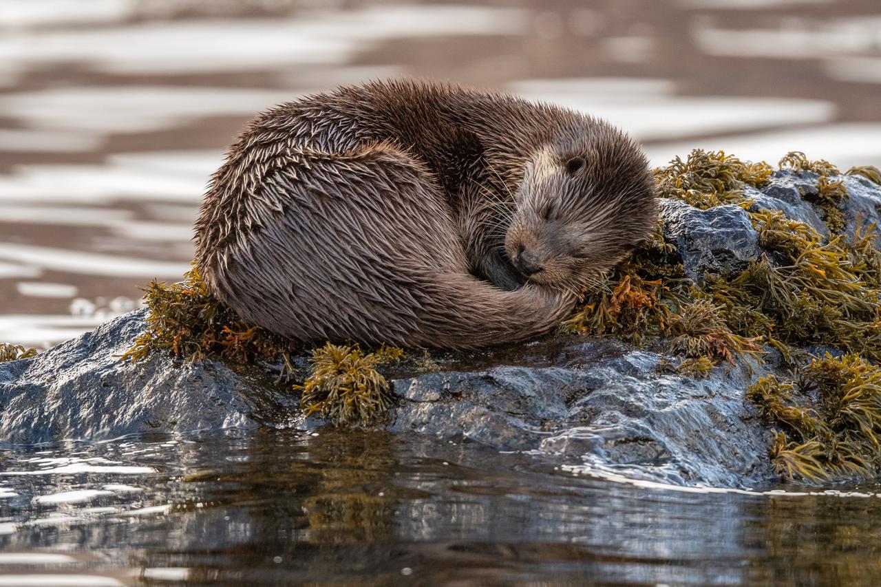 An otter curls up to sleep on a rock covered with seaweed, accessed August 22, 2025. (Adobe Stock Photo)