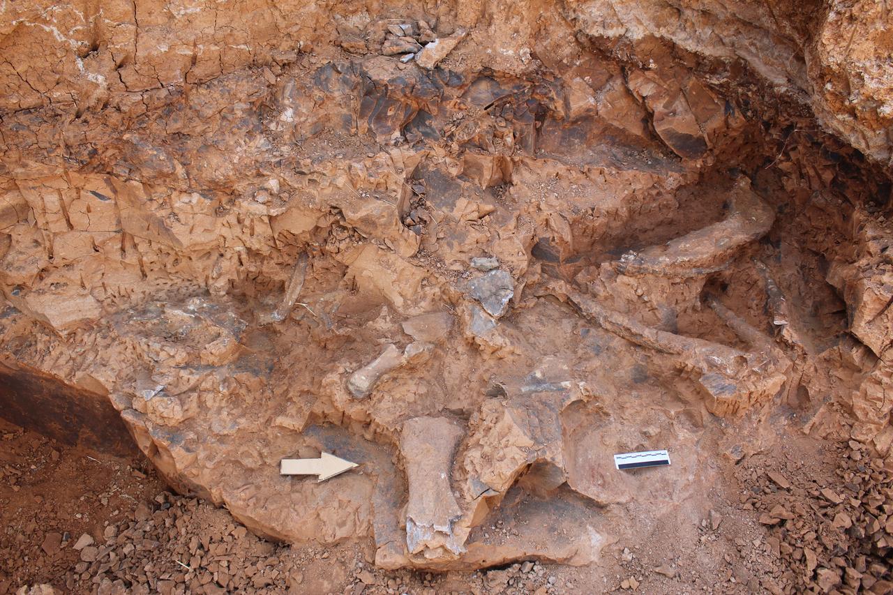 Fossils estimated to be 7 to 9 million years old were discovered during excavations in Tavas district of Denizli, Türkiye, Aug. 22, 2025. (AA Photo)