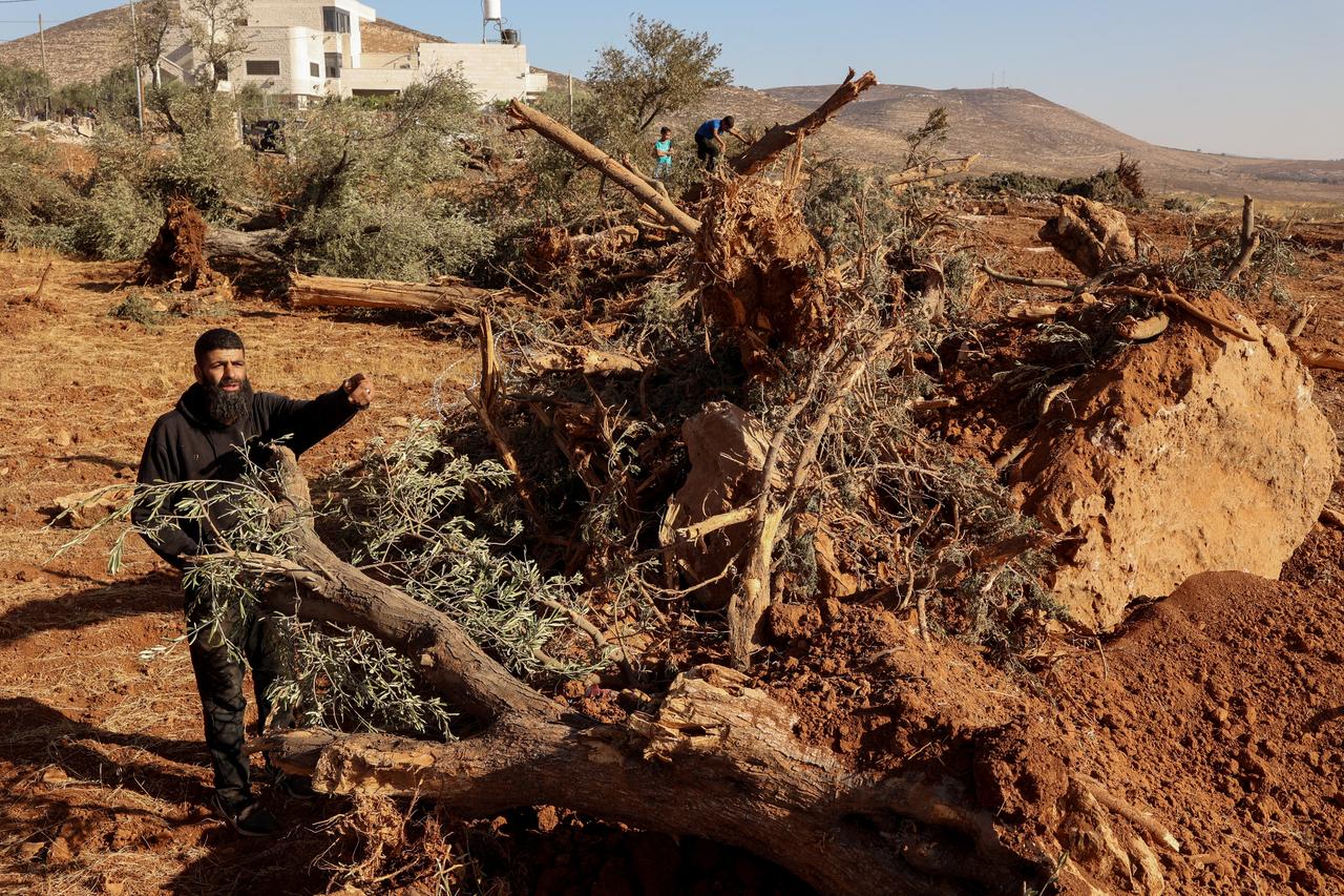 A Palestinian man looks at olive trees uprooted by Israeli soldiers using a bulldozer in the occupied West Bank village of Al-Mughayyir, north of Ramallah, Palestine, August 24, 2025. (AFP Photo)