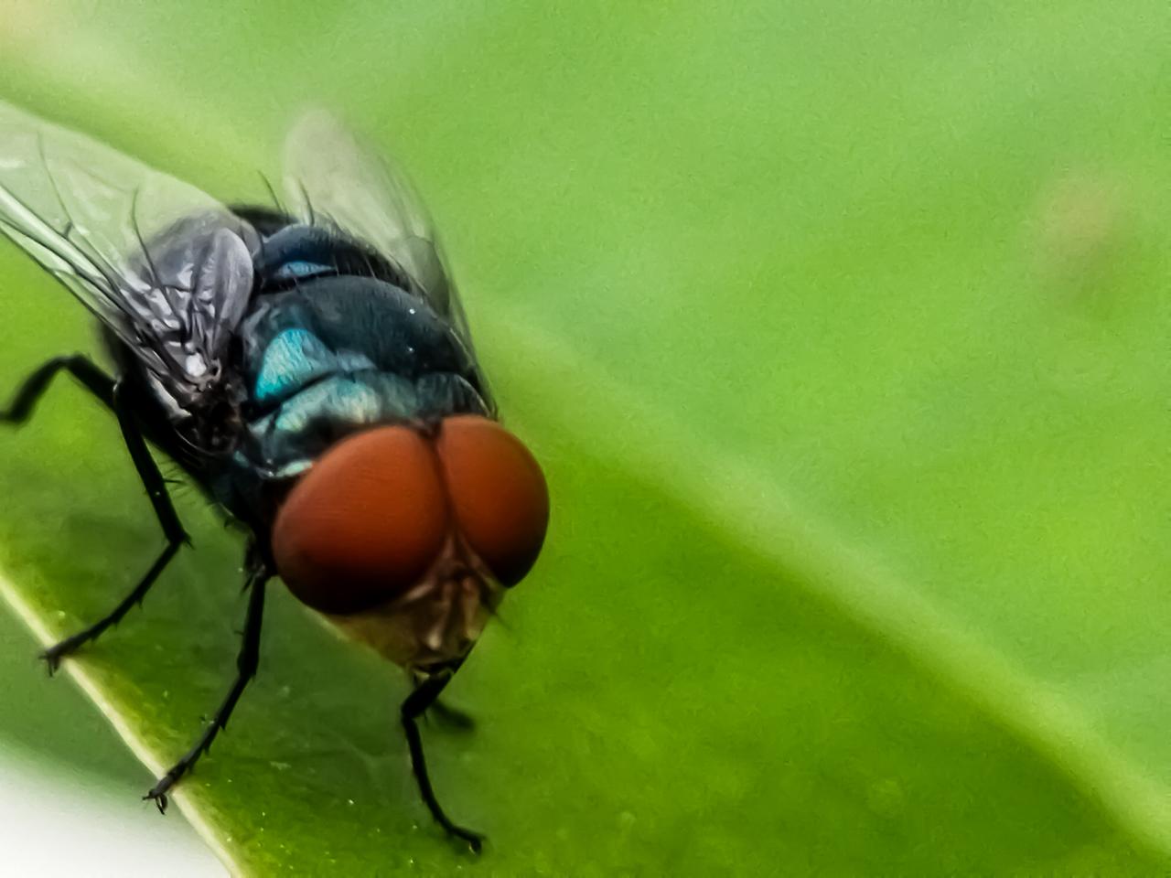 Chrysomya megacephala, more commonly known as the oriental latrine fly or oriental blue fly. (Adobe Stock Photo)
