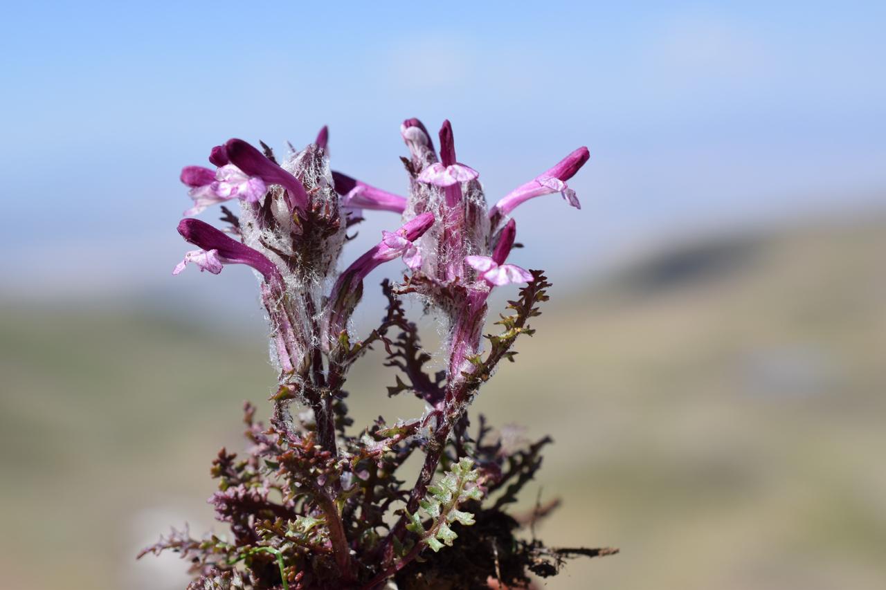 Konya-based academic Metin Armagan during his research in the rural areas of Tunceli, Türkiye, Pedicularis munzurdaghensis, locally known as Aksakalli, a species he introduced to the scientific literature, Aug. 25, 2025. (AA Photo)