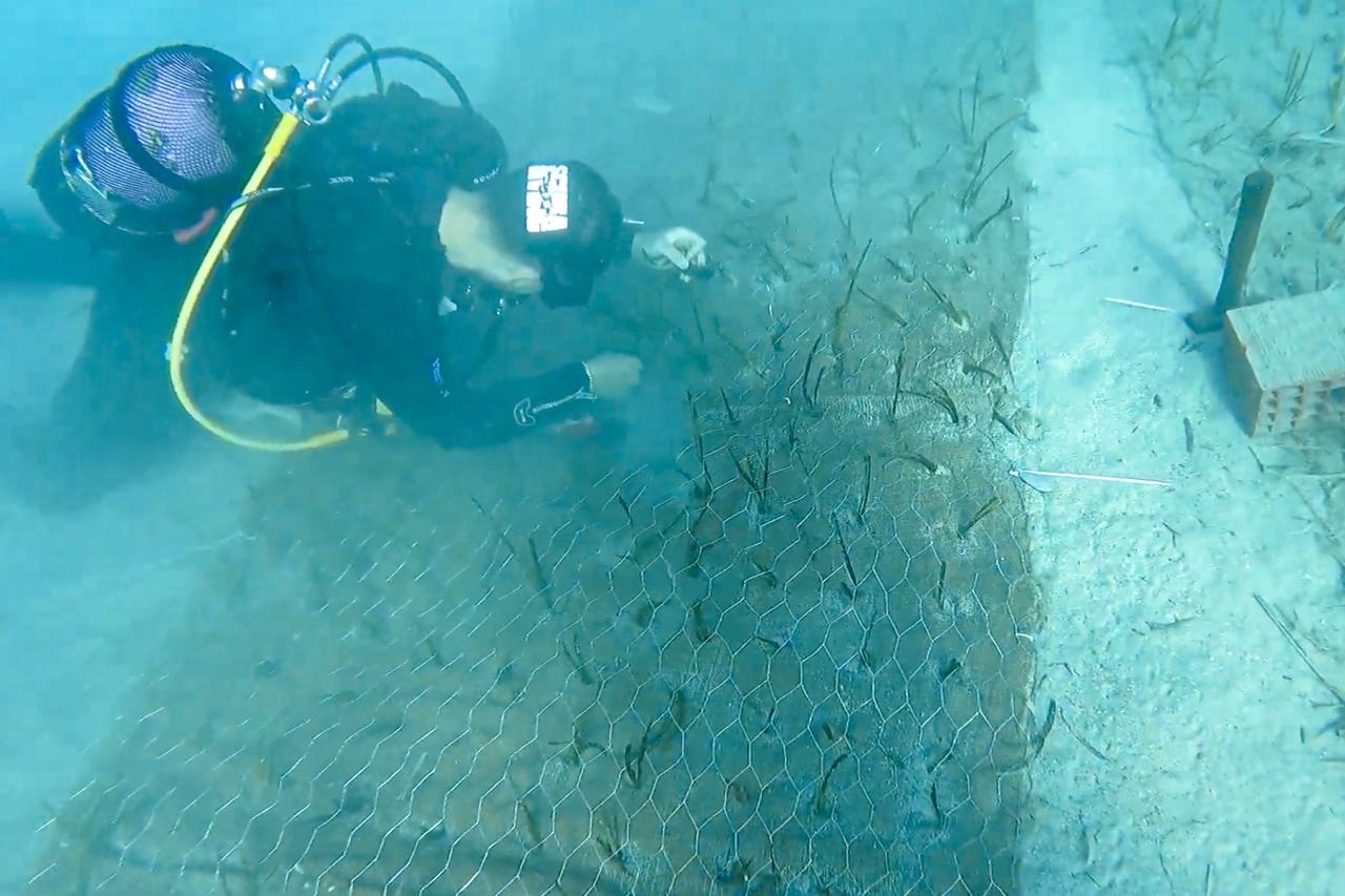 Professor Ergun Taskin and his team collect a sample off Kizilada in the Fethiye-Gocek Special Environmental Protection Area in Türkiye, Aug. 26, 2025. (IHA Photo)