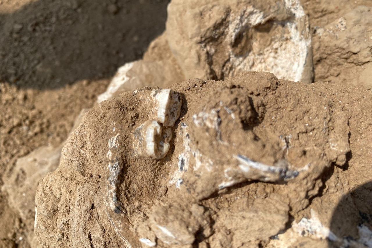 A 1.8-million-year-old human lower jawbone was unearthed during excavations in July in the village of Orozmani, Kvemo Kartli region of Georgia, Aug. 27, 2025. (IHA Photo)