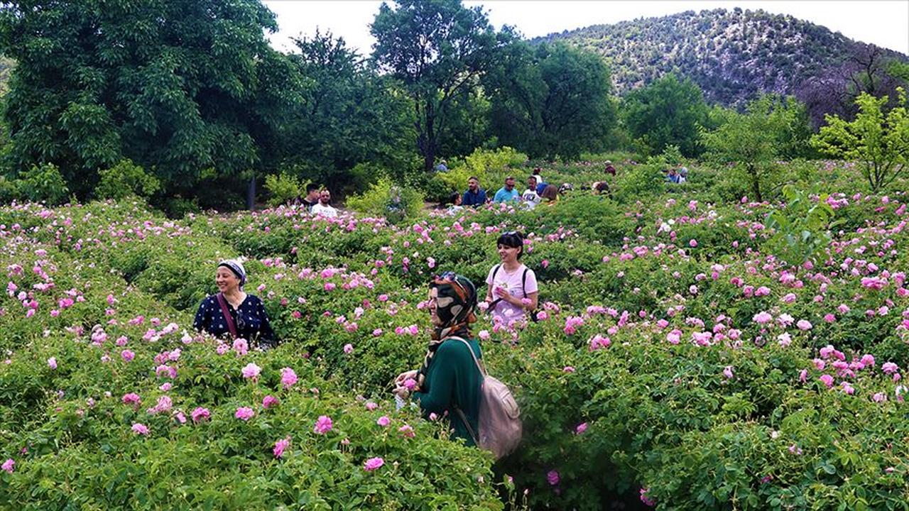 A view from a Turkish rose garden in Isparta, Türkiye, accessed on August 27, 2025. (AA Photo)