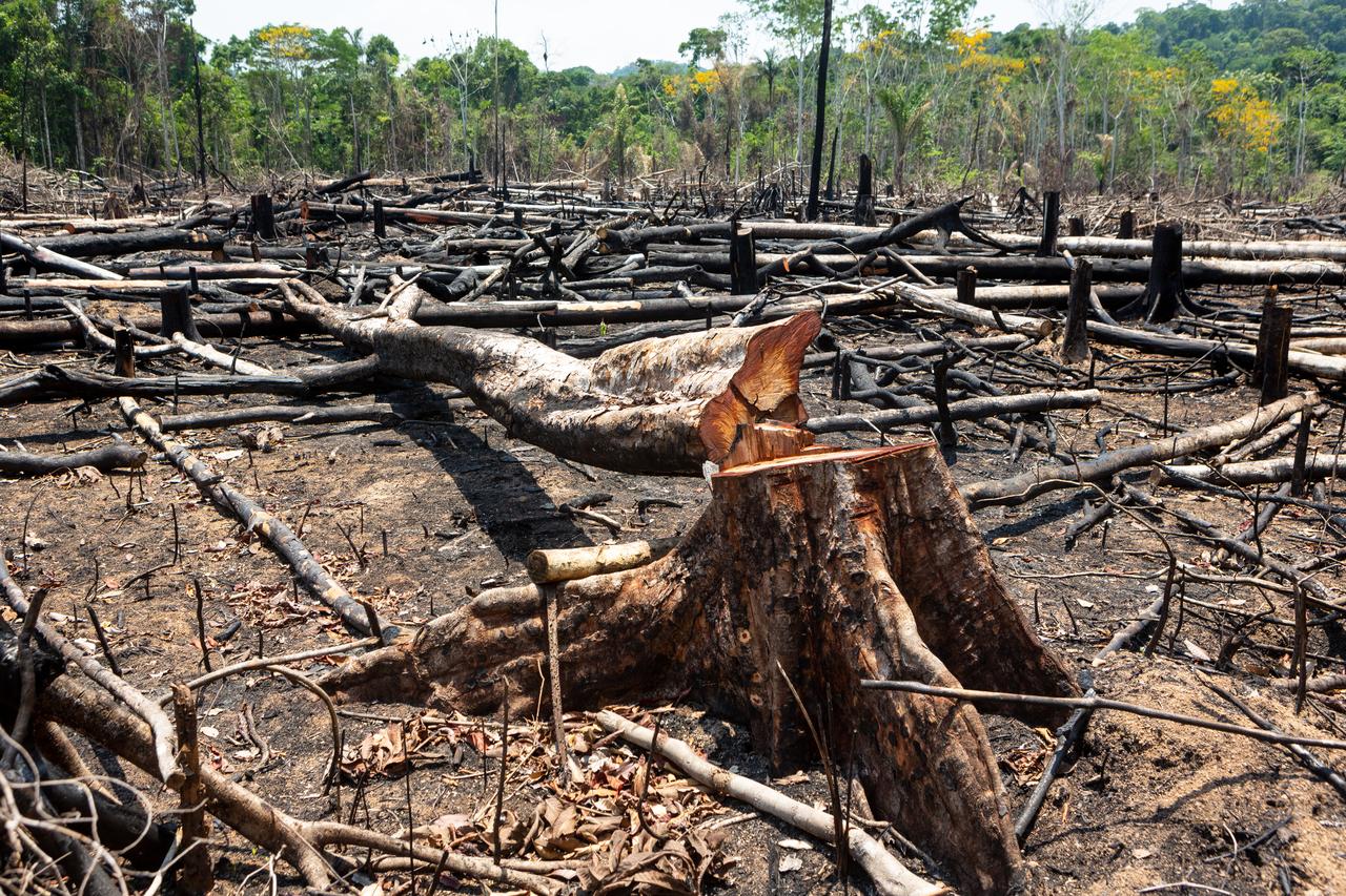 Illegal deforestation in the Amazon rainforest in Para, Brazil, where trees are being cut and burned to clear land for agriculture and cattle grazing. (Adobe Stock Photo)