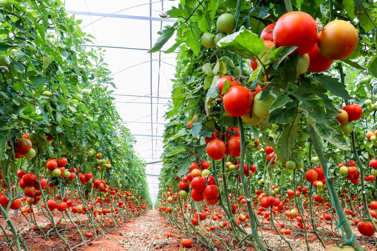 Turkish-Polish joint venture to build $120M tomato greenhouse complex in Kazakhstan