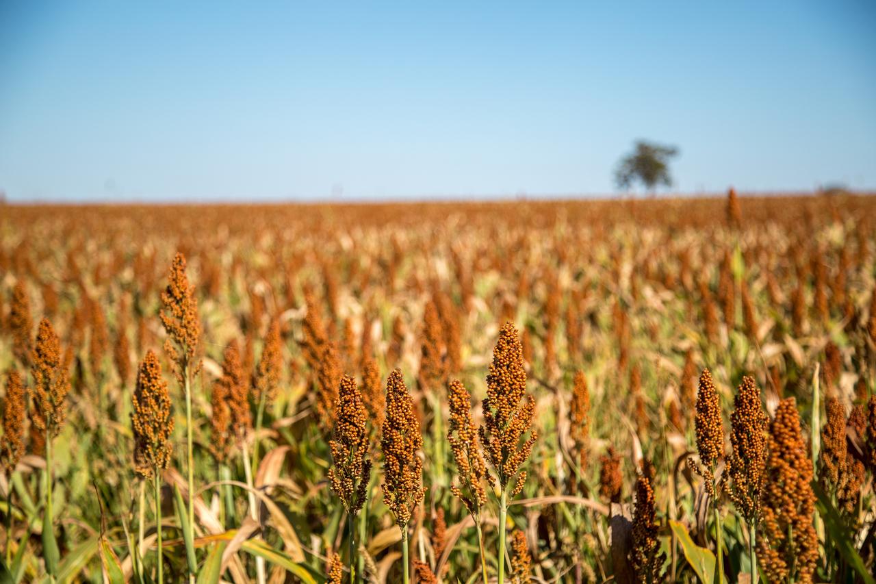 Sorghum plantation, accessed on Aug. 30, 2025. (Adobe Stock Photo)