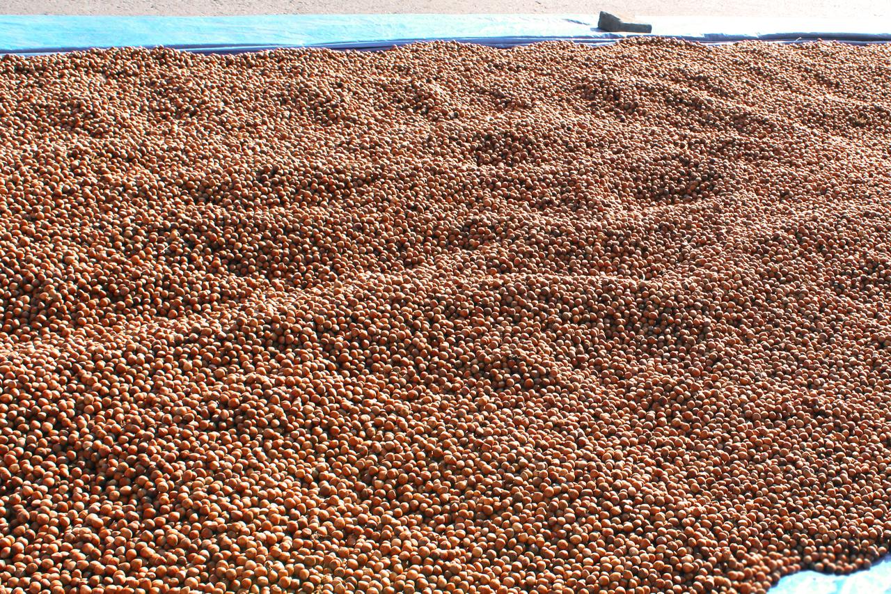 Freshly harvested hazelnuts are spread out to dry in Türkiye’s Black Sea region. (Adobe Stock Photo)