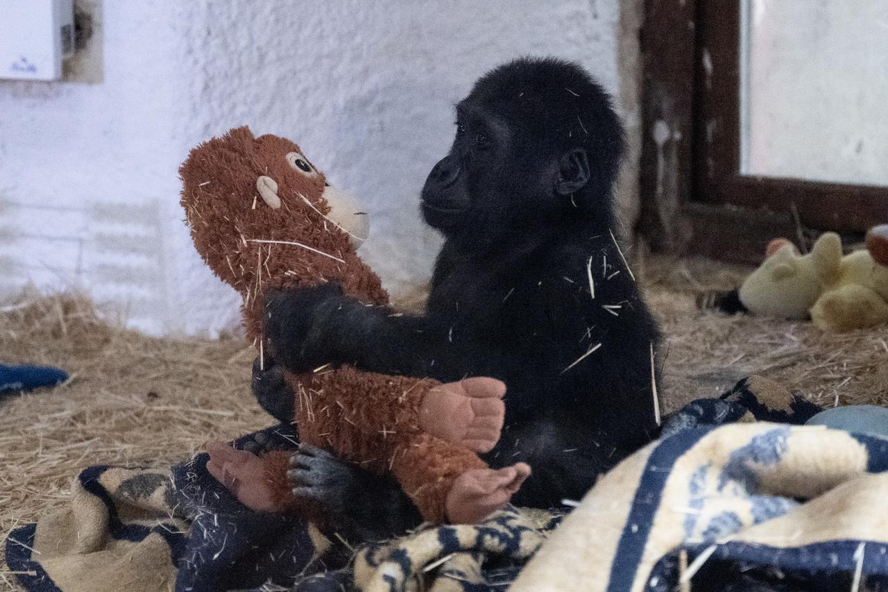 The endangered baby gorilla, found by Turkish Ministry of Trade Customs Enforcement teams at Istanbul Airport, plays with toys as it is named 'Zeytin' (Olive) in Istanbul, Türkiye on January 12, 2025. (AA Photo)