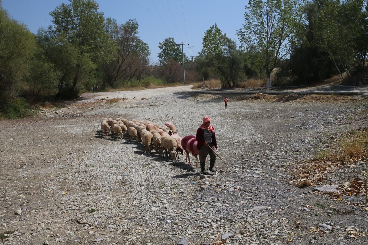 The 852-year-old tradition of  Sheep Swimming  in Cal district of Denizli, Türkiye, inscribed on UNESCO’s Intangible Cultural Heritage List, was held this year in the completely dried-up bed of the Buyuk Menderes River to draw attention to drought, Aug. 31, 2025. (AA Photo)