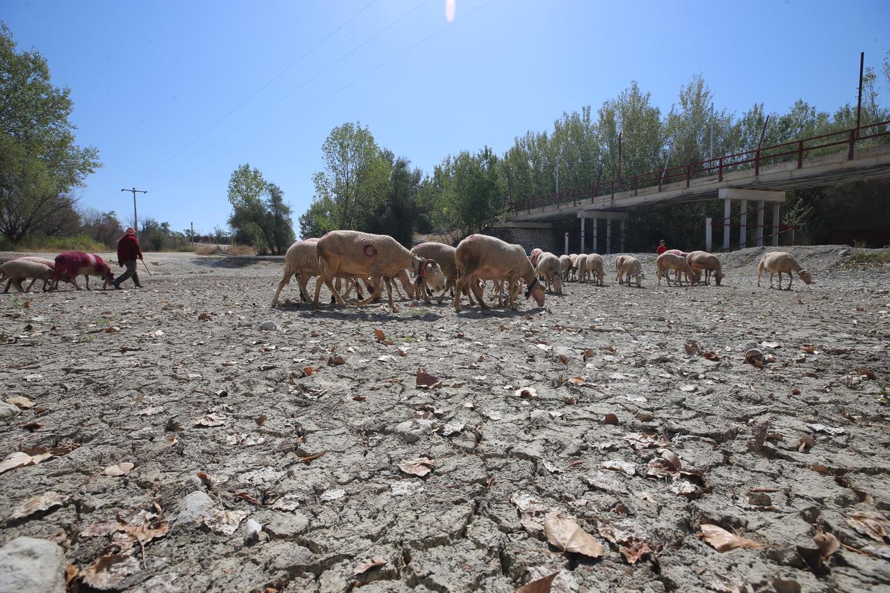 The 852-year-old tradition of "Sheep Swimming" in Cal district of Denizli, Türkiye, inscribed on UNESCO’s Intangible Cultural Heritage List, was held this year in the completely dried-up bed of the Buyuk Menderes River to draw attention to drought, Aug. 31, 2025. (AA Photo)