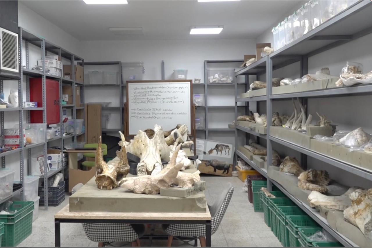 Shelves filled with fossils and excavation materials inside the Kayseri fossil research center, where the newly discovered elephant skulls are studied, Kayseri, Türkiye, September 11, 2025. (AA Photo)