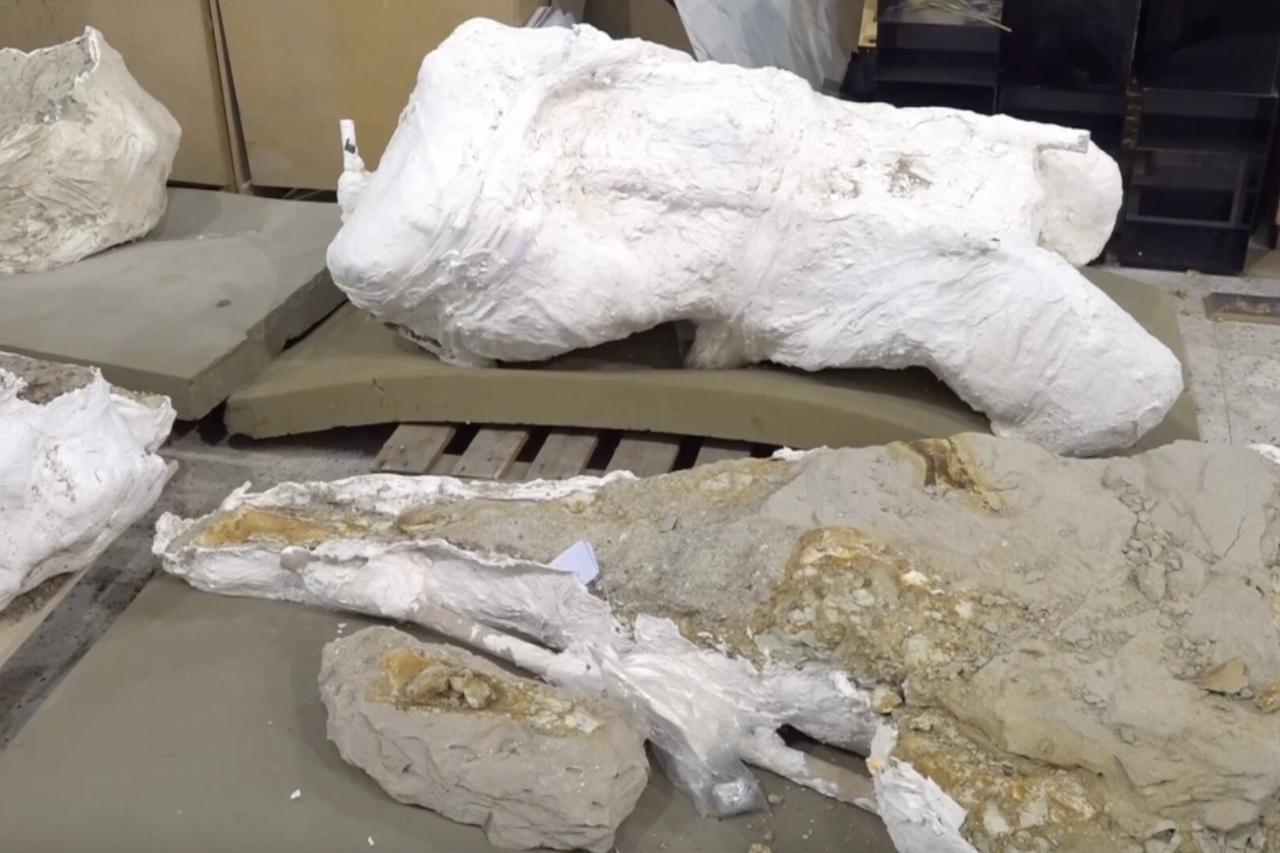 Close view of the recently excavated elephant fossils wrapped for preservation and analysis at the Kayseri fossil research center, Kayseri, Türkiye, September 11, 2025. (AA Photo)