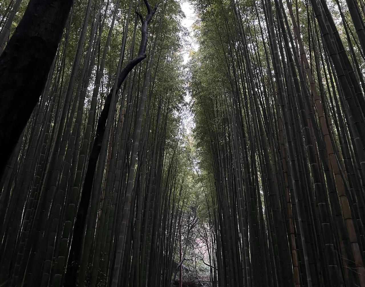 Arashiyama Bamboo Forest, Kyoto, Japan. (Photo by Koray Erdogan/Türkiye Today)