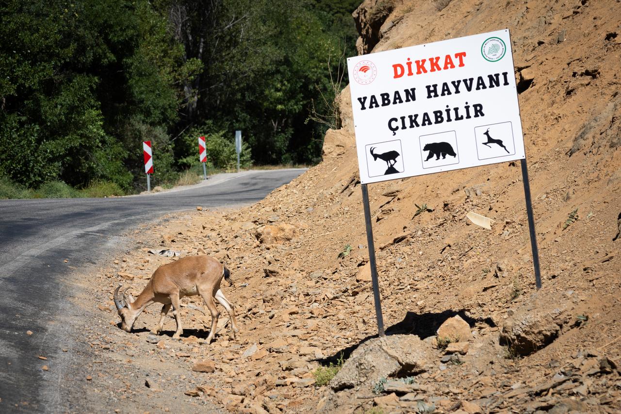 WWF expert proposes 'ecological corridors' to prevent wildlife urban encroachment Image
