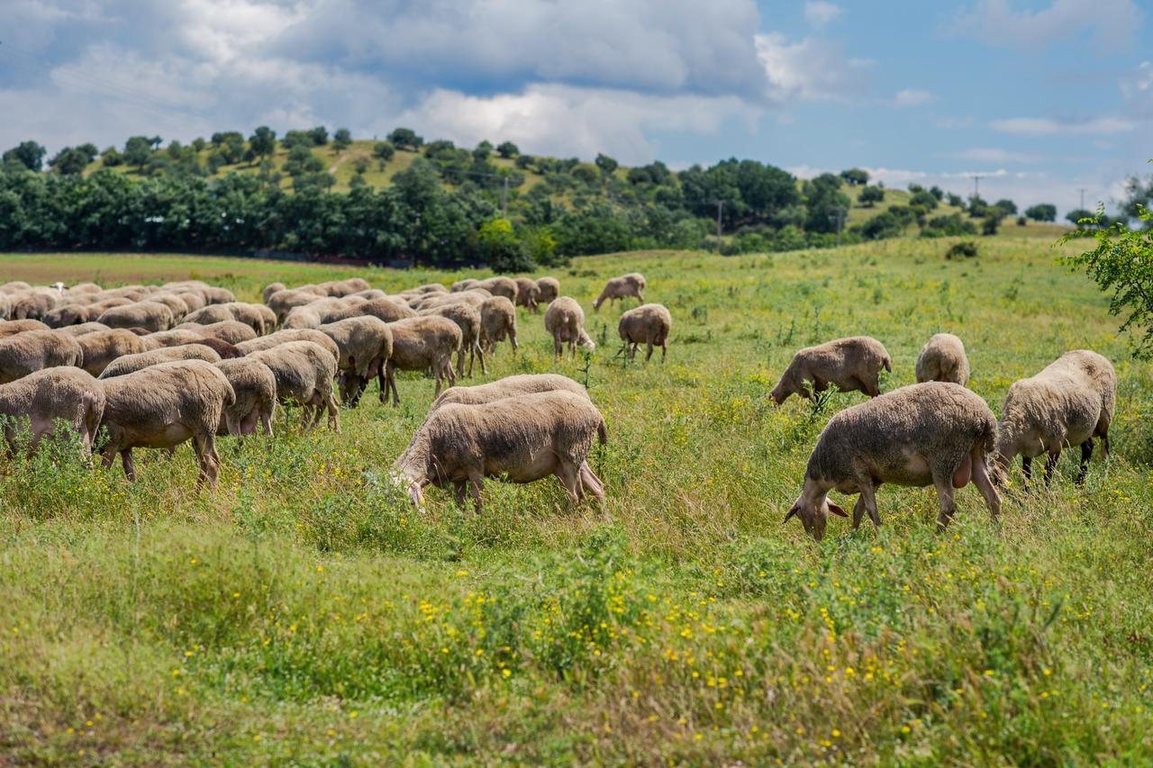 Greek trial on EU farm subsidy fraud with fake leases, claims up to €60K, set to begin