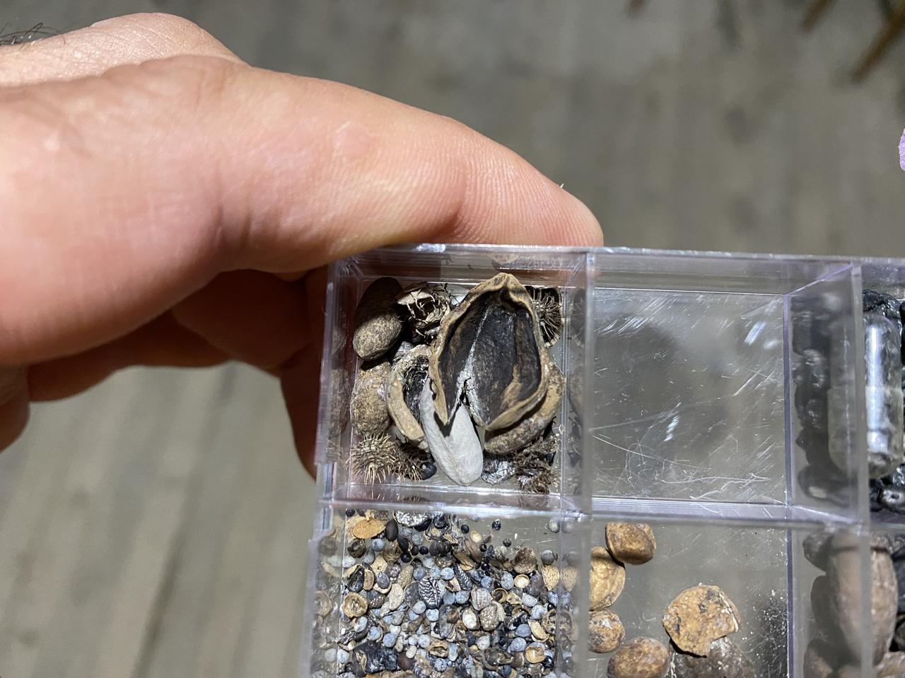 Close-up of 3,500-year-old hazelnut shells uncovered at Oymaagac Mound in Samsun, Türkiye, September 19, 2025. (AA Photo)