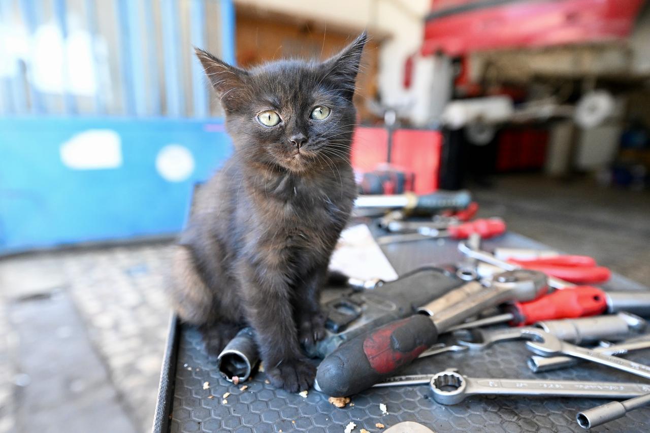 The kitten named Cirak (apprentice) was found in the engine compartment of a car bought for repairs, now plays in a repair shop in Duzce, Türkiye. (AA Photo)