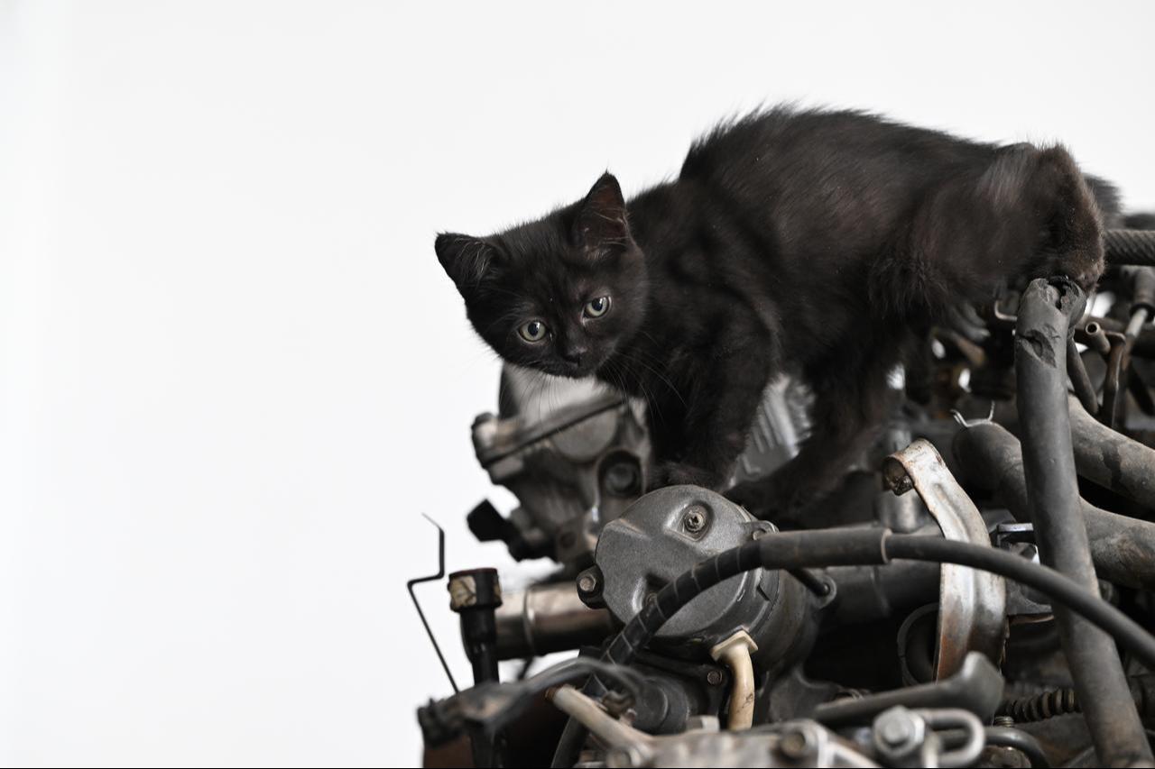 The kitten named Cirak (apprentice) was found in the engine compartment of a car bought for repairs, now plays in a repair shop in Duzce, Türkiye. (AA Photo)