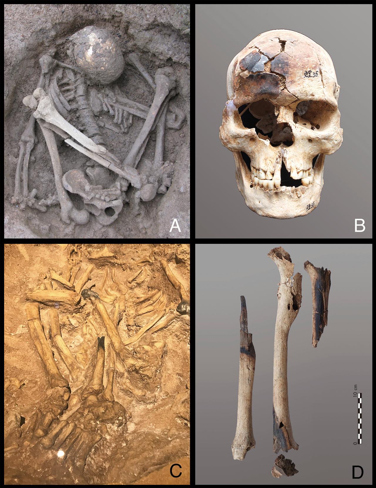 Examples of hyper-flexed burials with partially burned bones from southern China and Indonesia: (A, B) Burial M35 from Liyupo, Guangxi; (C, D) Burial ST1 from Song Terus Cave, Java. (Image via PNAS, Hung et al. 2025)