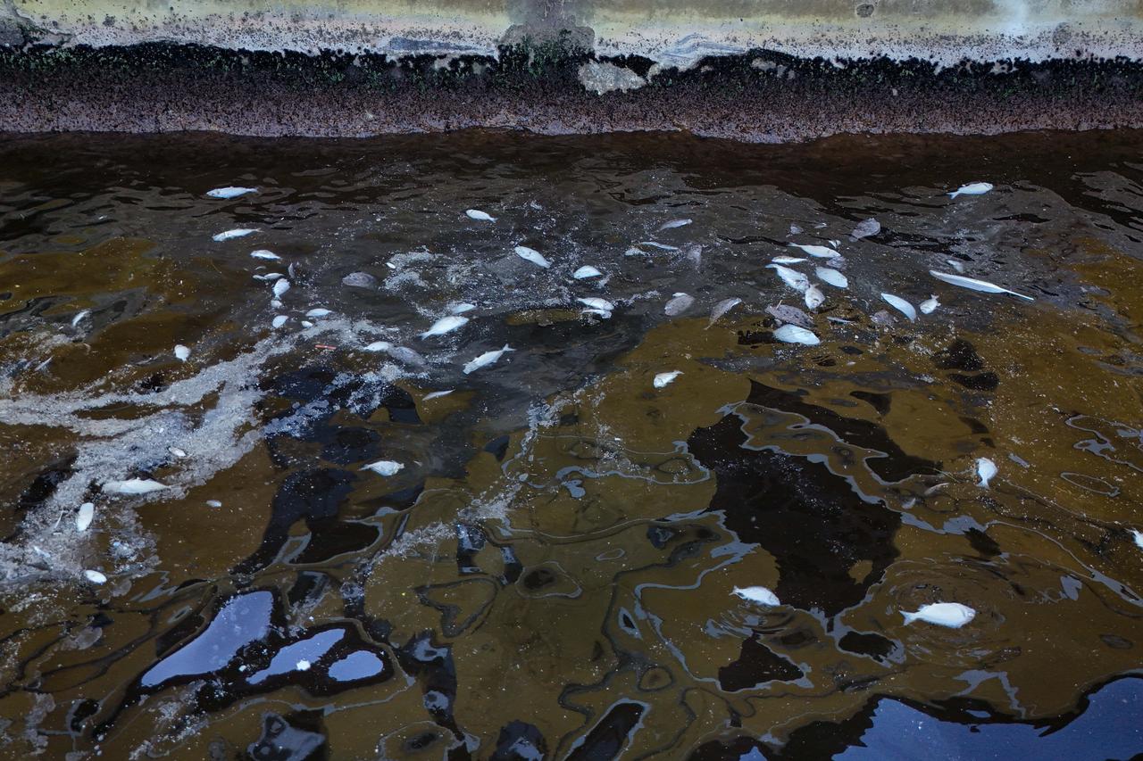 The surge in fish deaths in Izmir Bay, which began in August, continues to affect parts of the shoreline. Izmir, Türkiye, September 22, 2025. (AA Photo)